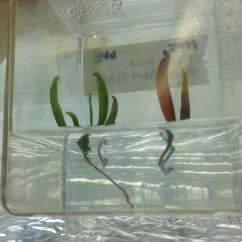 ths biotech grrl is multiplying plants thru in vitro micropropagation :) last pic is undifferentiate