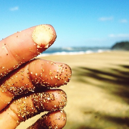 goldfishkiss:   There’s something seriously therapeutic and relaxing about shell picking. It’s like treasure hunting for beach bums.  …and this little one was pretty stinkin’ cute.  