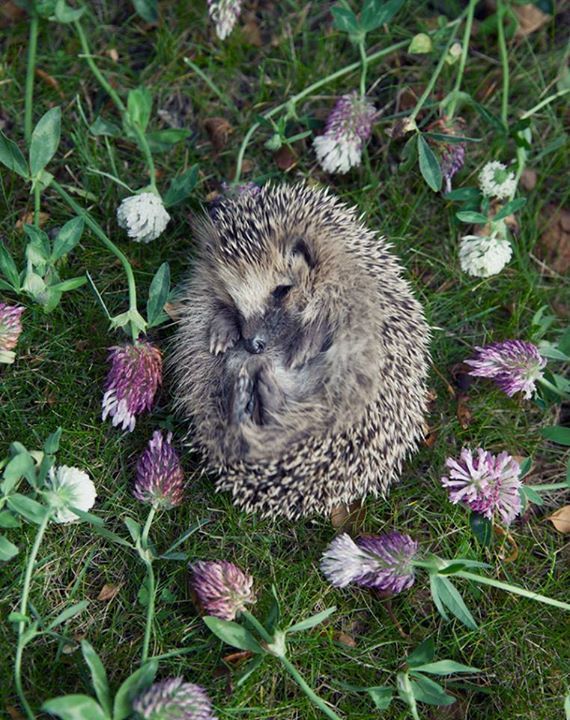 l0thl0rien:  voiceofnature:  Sleeping hedgehog by Ulrika Kestere Photography &amp;