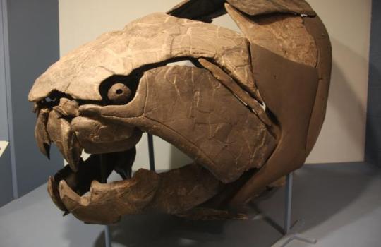 trinathewolf:  betterbemeta:  so like idk if anybody has pointed this out yet but Undyne’s not just a fish girl. She’s a dunkleosteus girl. (its the teeth that give it away.) Anyway so the dunkleosteus was an ancient predatory armored fish from the