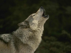 wolfsspuren-x:  Flickr Ricerca: wolf auf We Heart It. http://weheartit.com/entry/64131306/via/isabella_foltranammaccaba 