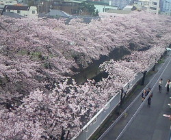 Sakura @ Kanda kawa, Tokyo