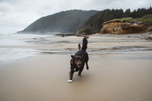 I’ve seen Highway 101 all the way around the Olympic Peninsula down to the Redwoods in Califor