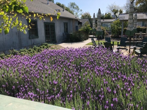 Fun day wine tasting with my husband and sister in Los Olivos.