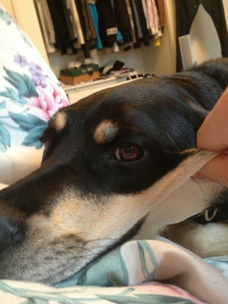 cute-overload:  This is MY DOG, Tacoma. Reddit user Pinky193 stole a picture of her