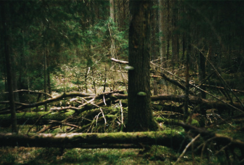 nipernaadiful:BiodiversityLuutsniku, Estonia