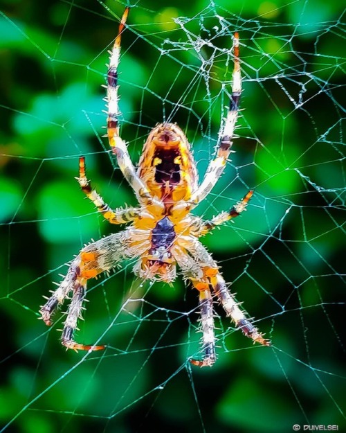 ‘Upside Down’ #Nature #Garden #Jardin #Animals #Animaux #Spider #Araignée #Araña #Arachn