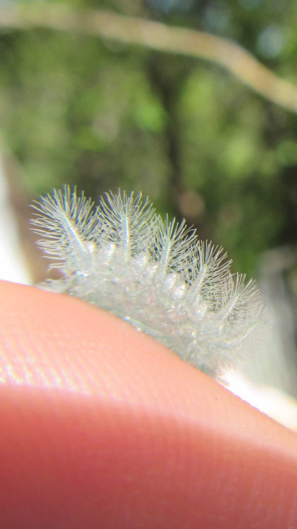 onenicebugperday:Spun glass slug moth,Isochaetes beutenmuelleri,LimacodidaeLike many slug moth speci