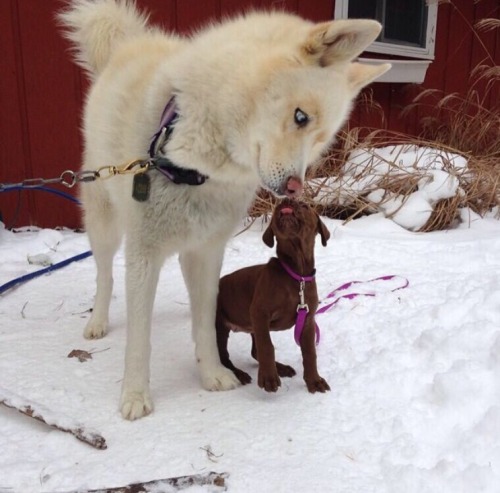 handsomedogs: This is Dante! He’s my 7 year old Siberian husky who is the most handsome boy I 