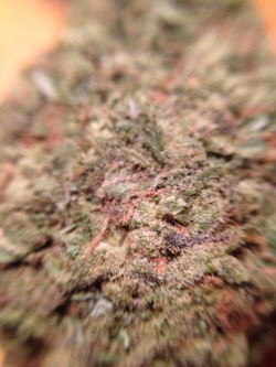 thejekyl:  Dank nugs 