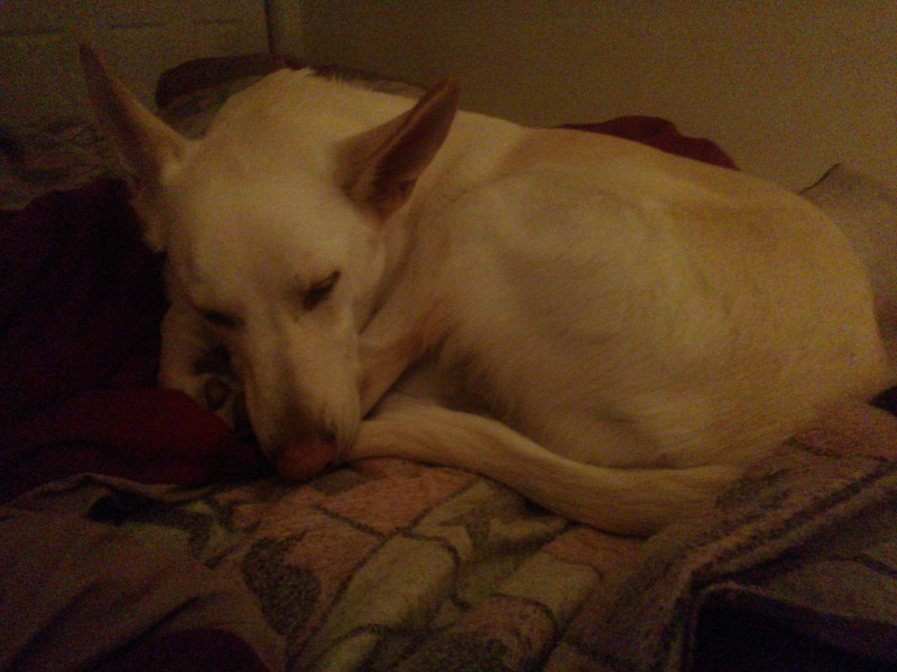 Happiness is a warm puppy &lt;3
