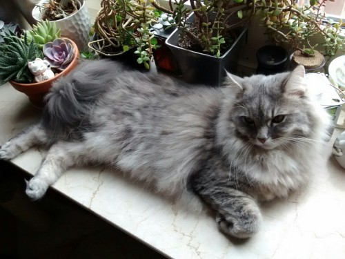 90377:  spirit-healing:  90377:  carl and my new succulents  crystal and nature healing  no, this is carl and my new succulents 