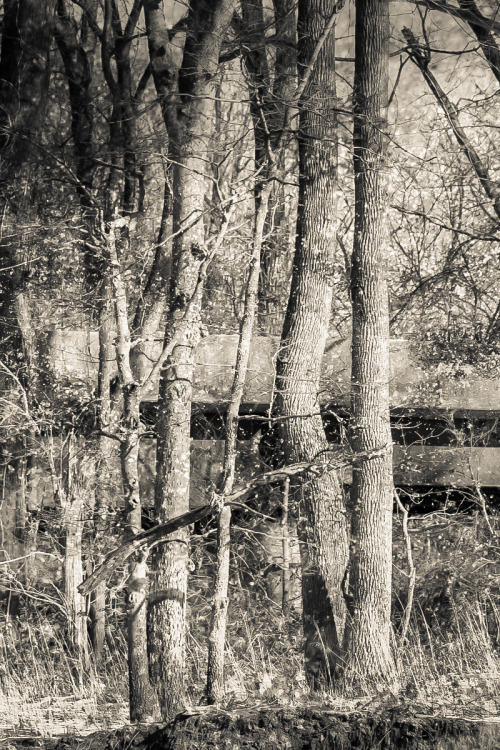 bluelunaphotography:   moments of a dissolving dream