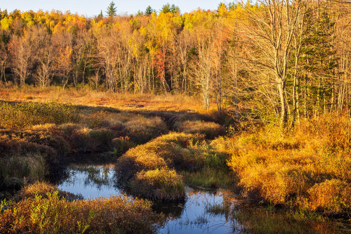 Morning at the Marsh Maine  Minolta MD Rokkor 35-70mm f/3.5 on Sony A7