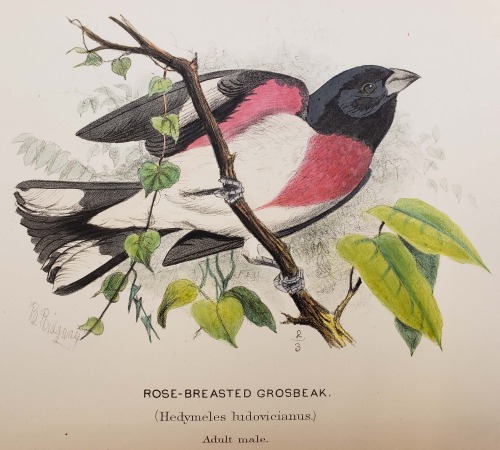From: Baird, Spencer Fullerton.  A history of North American birds. Boston : Little, Brown, 187