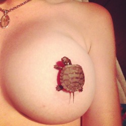 krunkskunk:  Turtle straight chillin on my tit