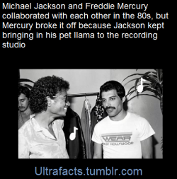 ultrafacts:  Michael Jackson insisted on bringing a llama into the recording studio.Unsurprisingly, Mercury was nonplussed by this behavior. According to an interview conducted with the Times of London, Queen’s former manager, Jim “Miami” Beach