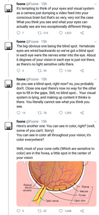concentrated-sunshine:@listener-blue  How eyes work!