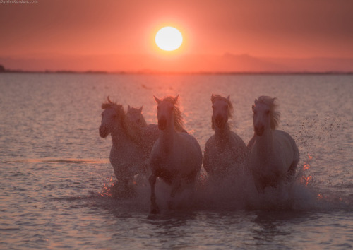 beautifulklicks - White angels CamargueDaniel KorjonovPhotos...