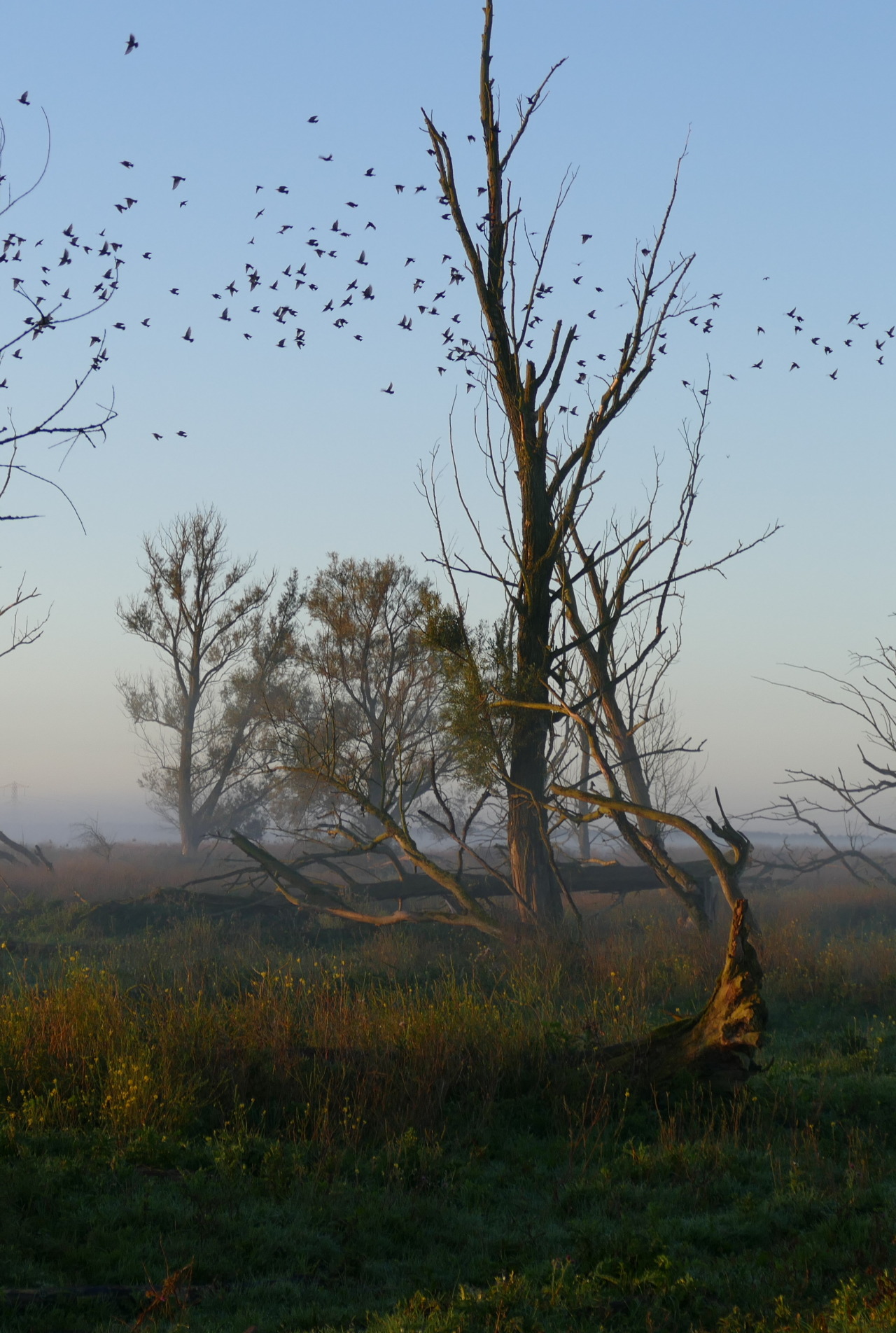 wildlifearth:  ‘’Zen morning’ (taken by @wildlifearth​)