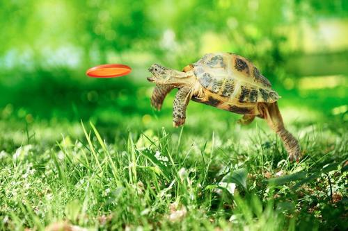 magicalnaturetour:  Catch me Photo by Oleg Below 