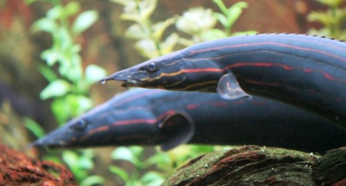 aquatictimes:Endless list of fish I’d love to own: 2. Mastacembelus Erythrotaenia, aka Fire Eel!!!!!