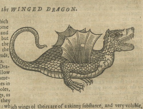 magictransistor:Edward Topsell, History of the Four-Footed Beasts and Serpents, Dragons, 1658.