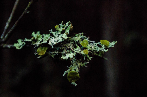 So many cool lichens out there.www.instagram.com/muka_nita/