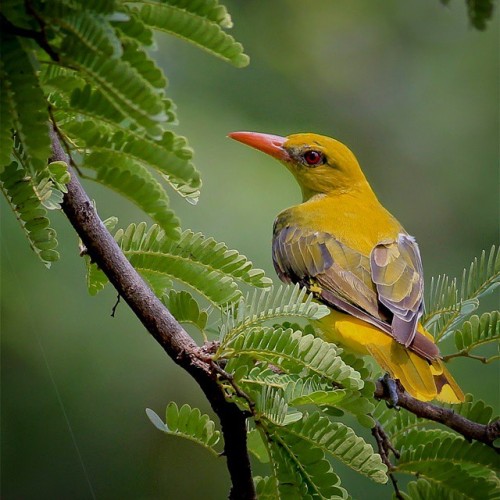 Golden Oriole !! These birds are quite active in summers being their breeding season, while this bir