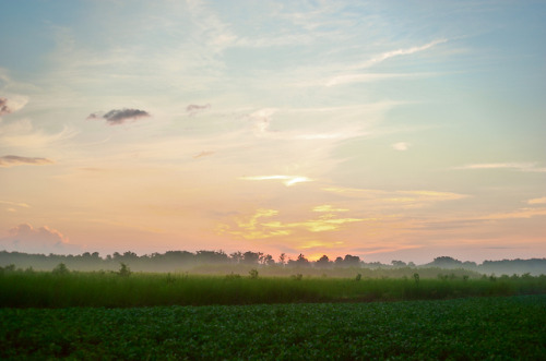 Before the sunrise on a misty morning.  A soybean field on the side of Great River Road (US Highway 