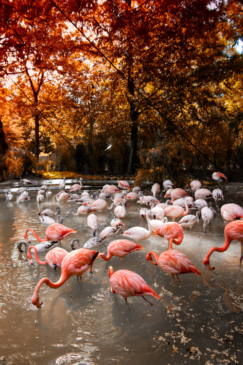 pershing100:  Flamingos, Leipzig Zoo, Germany 