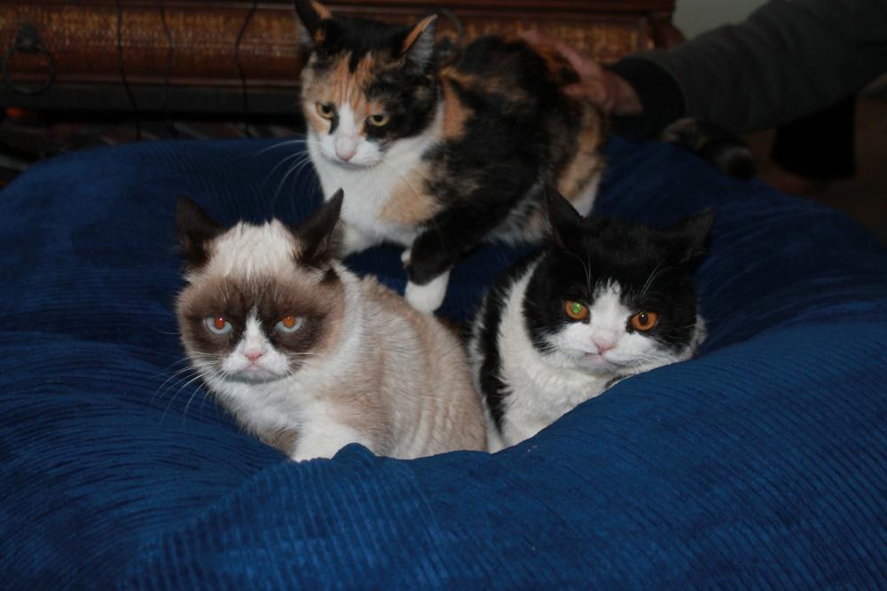 tardthegrumpycat:  The Daily Grump | December 29, 2012