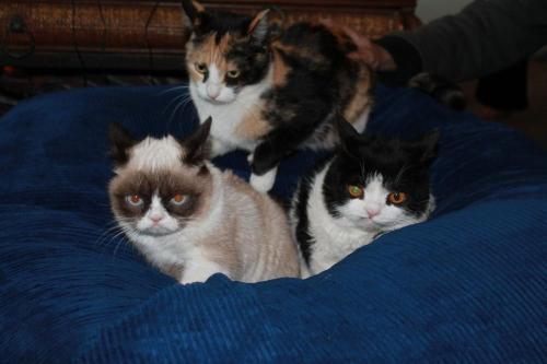 tardthegrumpycat:  The Daily Grump | December 29, 2012