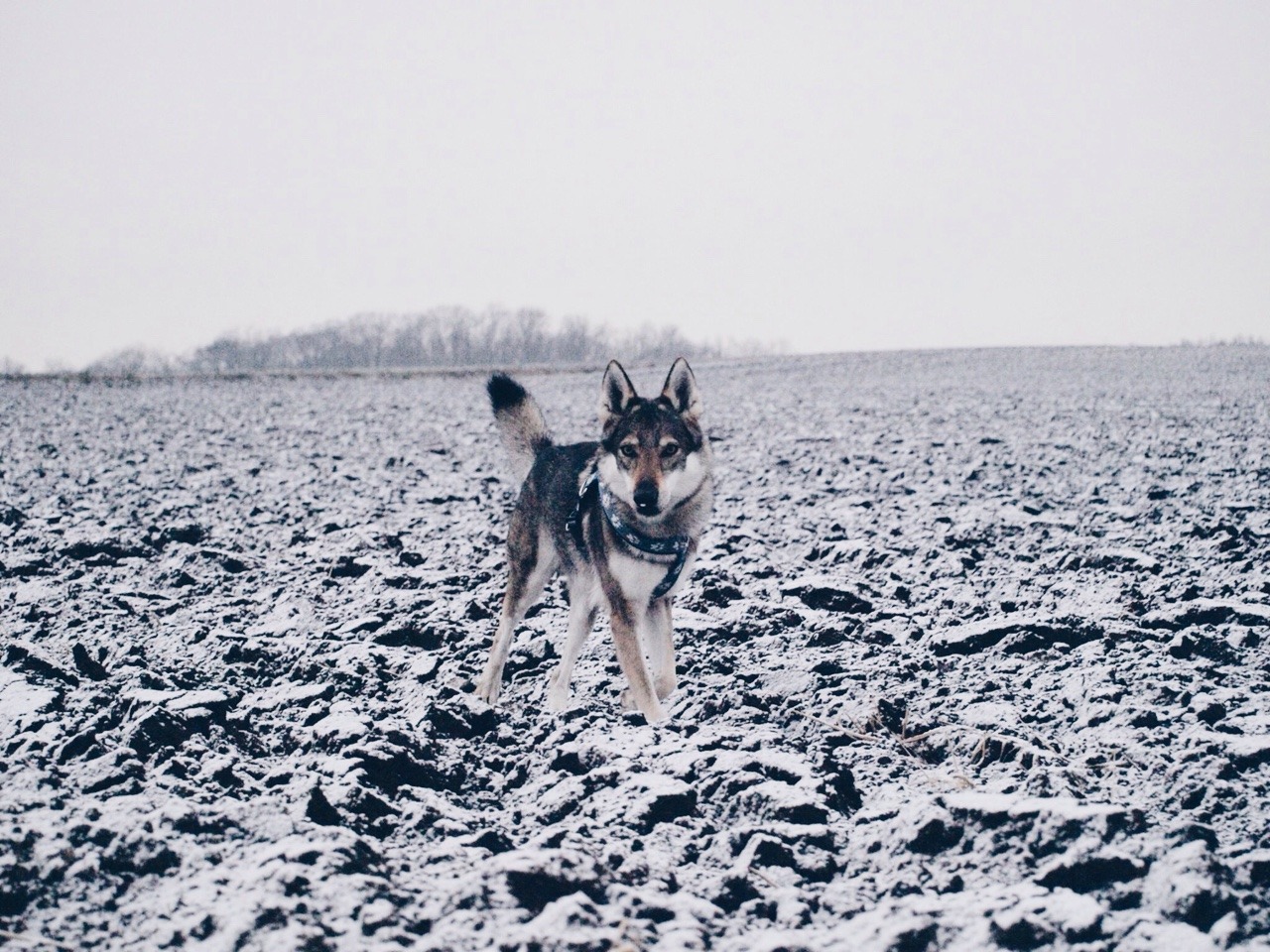 Beautiful Wolves