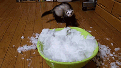 thenatsdorf:Ferret goes nuts playing in a bowl of snow. [full video]