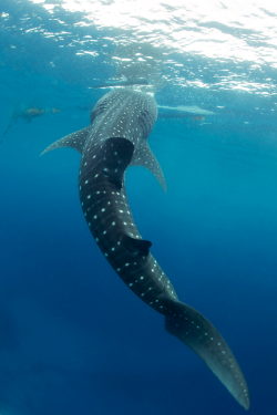 thelovelyseas:  Whale Shark by Kristoffer