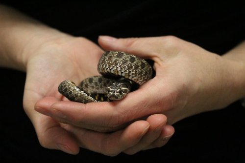 Help Earlham College’s Joseph Moore Museum name its new baby Hognose Snake!TAKE THE POLL!!!What are 