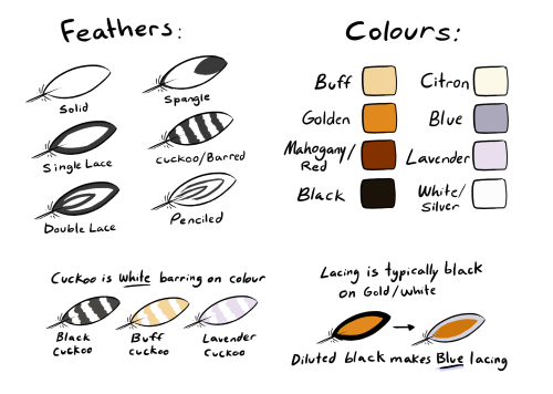 badcharacterdesign:luxtempestas:CHICKEN DIVERSITY MASTERPOSTsomething i put together that might also