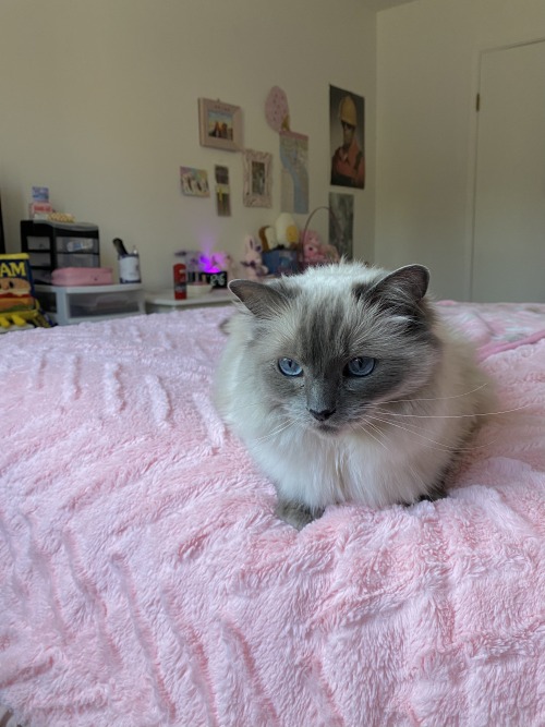 blue point ragdoll cat