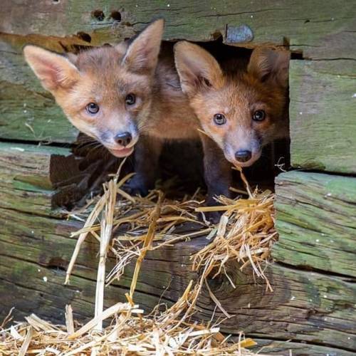 If you’ve ever wanted to see THIRTEEN young foxes in one place, head over to our webcams! Thes