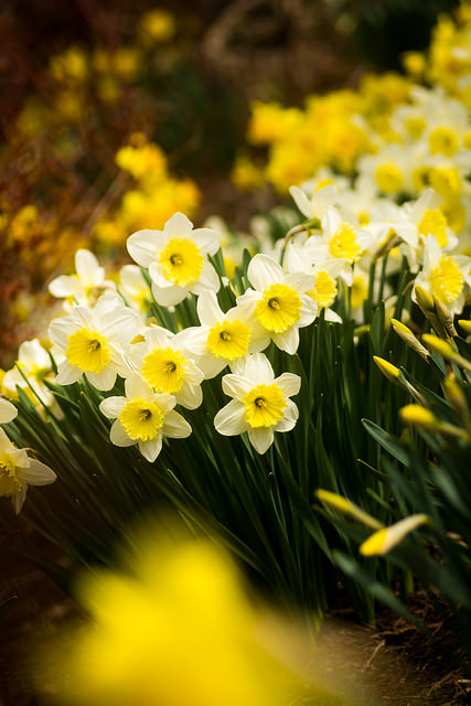 outdoormagic:daffodil brilliance by raspberrytart on Flickr.