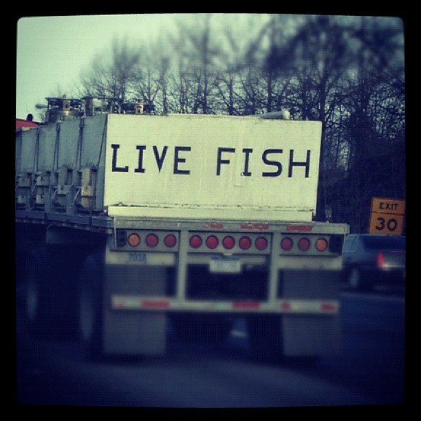 Lance Armstrong really started something #livefish