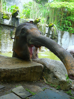 funnywildlife:  Hungry Elephant in Bali by