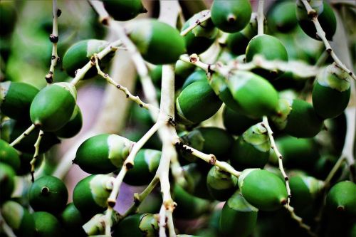 Où est (charlie) la fourmie? . . . #ant #green #fruit #nature #naturephotography #photography