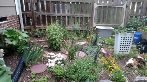 misadventured-piteous-overthrows: Garden progress 4/30/16