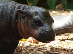 thefrogman:  [video] [h/t: babyanimal-gifs] 