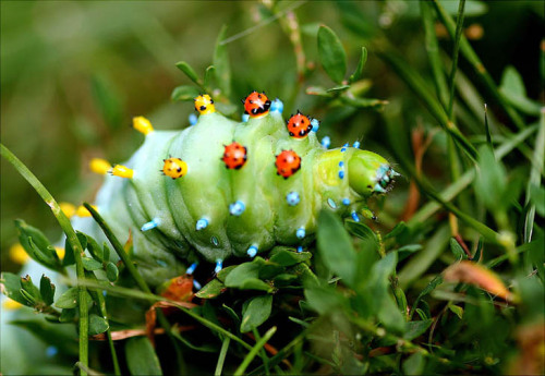 coolthingoftheday:1. Spun glass caterpillar2. Io caterpillar3. Jewel caterpillar4. Unknown5. Flannel