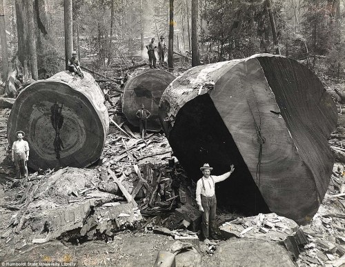 collective-history:Loggers in the densely forested northern California area, 1915.