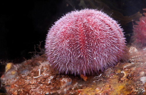 Sea Urchin Scientists recently discovered that the eyeless invertebrates “see” by detect