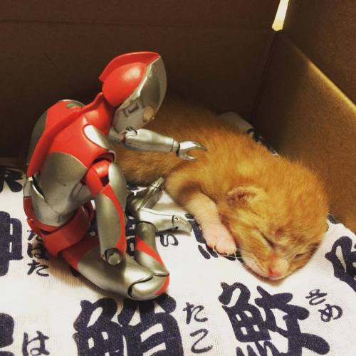 catsbeaversandducks:  When Ultraman isn’t fighting bad guys, he’s also got a softer side, willing to stand guard over some of the littlest, furriest ones on the planet and protect them as they grow up. Photos by 紙魚丸 - via Love Meow 